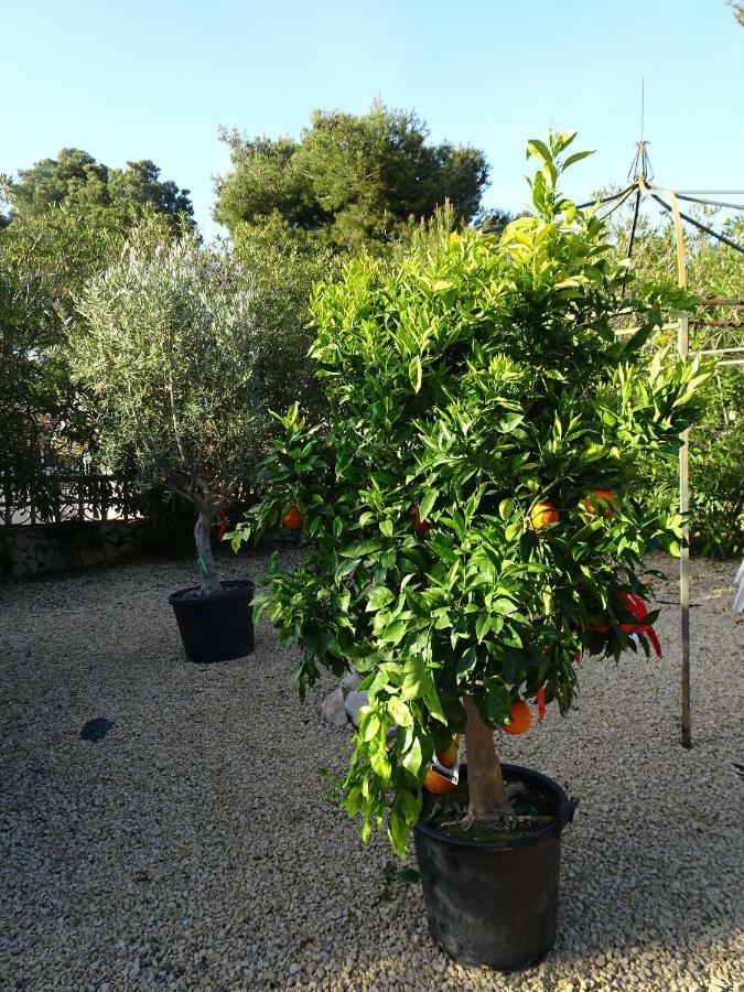 Casa Andaluz Holiday Villa Jávea Екстериор снимка